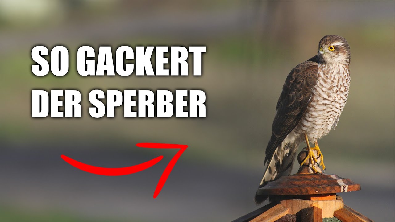 Sperber - Vogelstimmen lernen