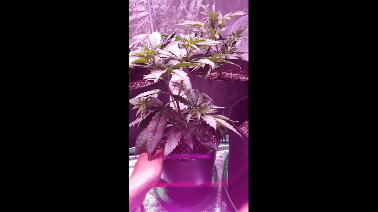 LED GROW FIRSTTIMER  method 7 glasses week 3 mid