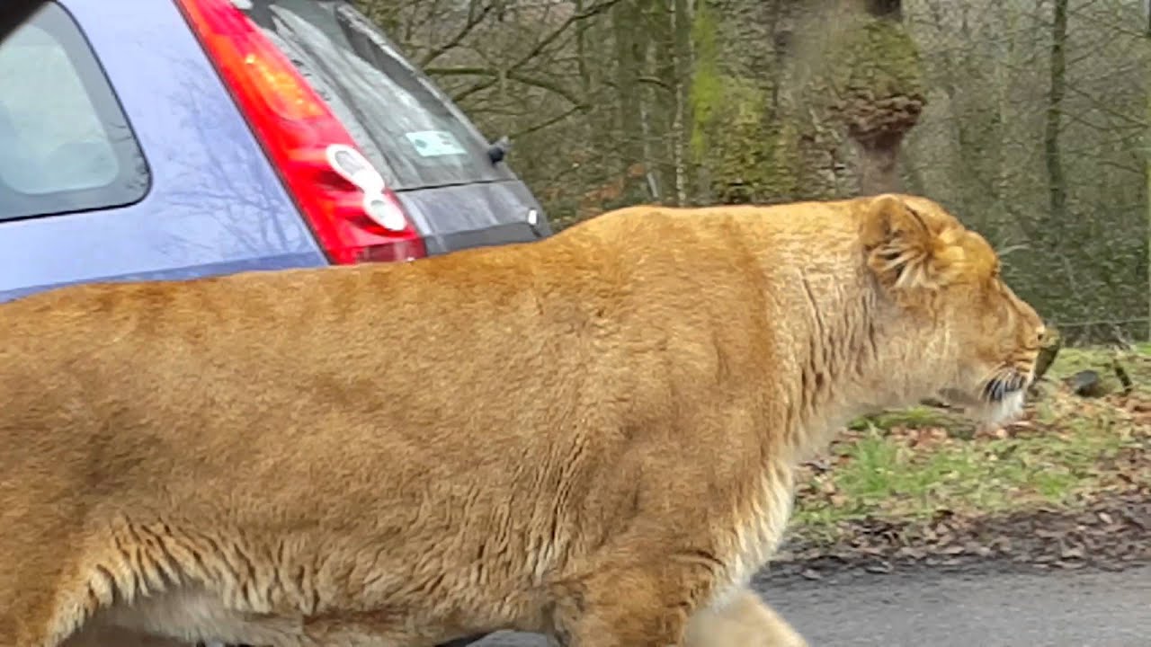 Big cats at Knowsley Safari Park