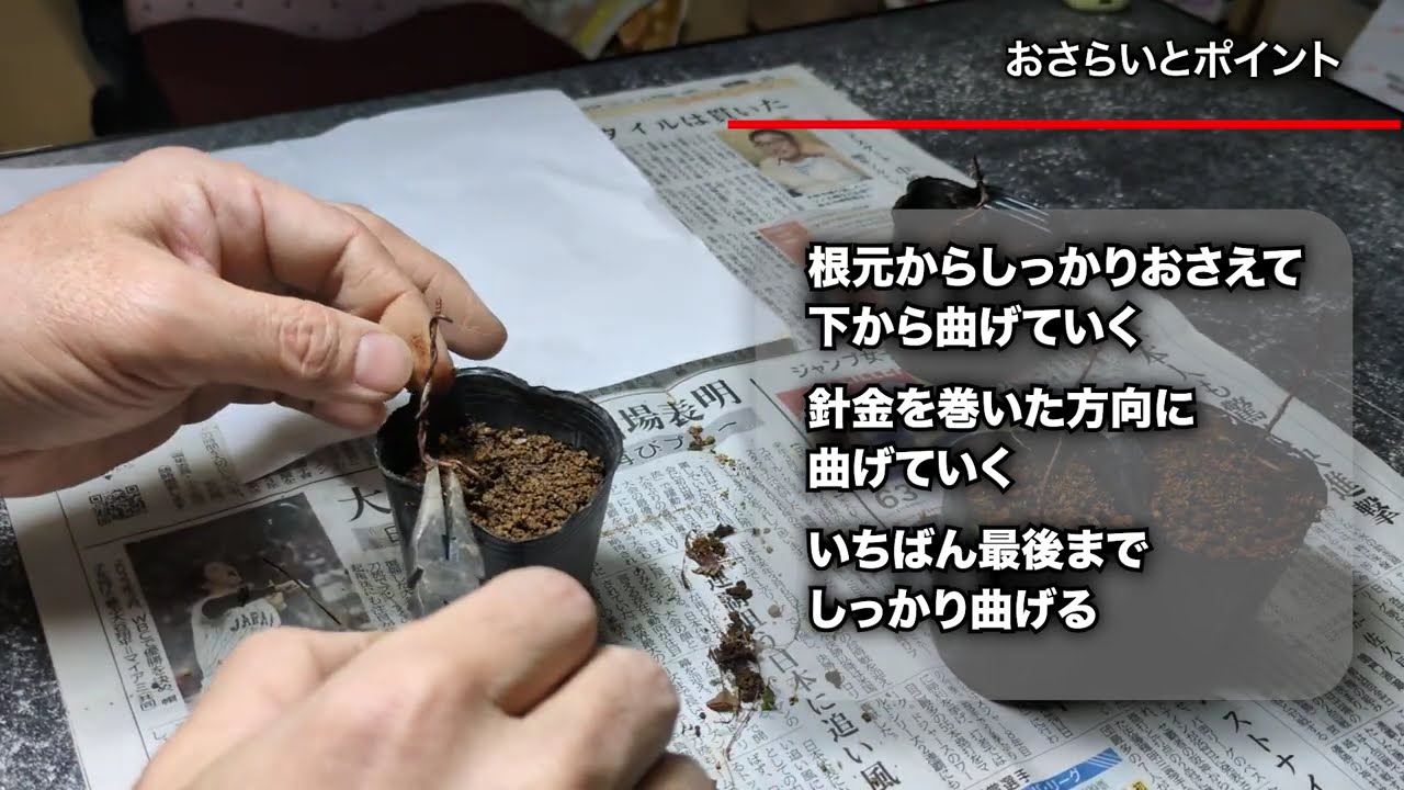 モミジのまげつけ