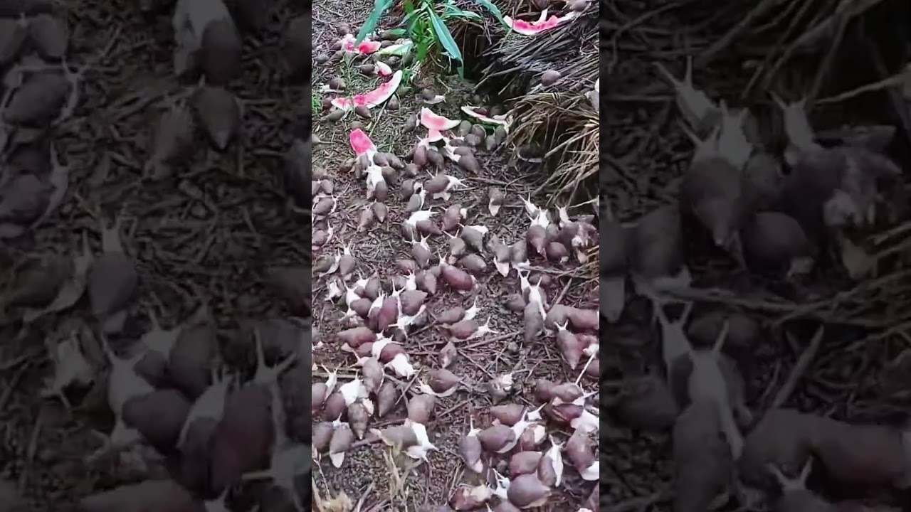 #trending #farming #harvesting #viral #shorts #youtubeshorts #snails @EarthAndSkyDiaries