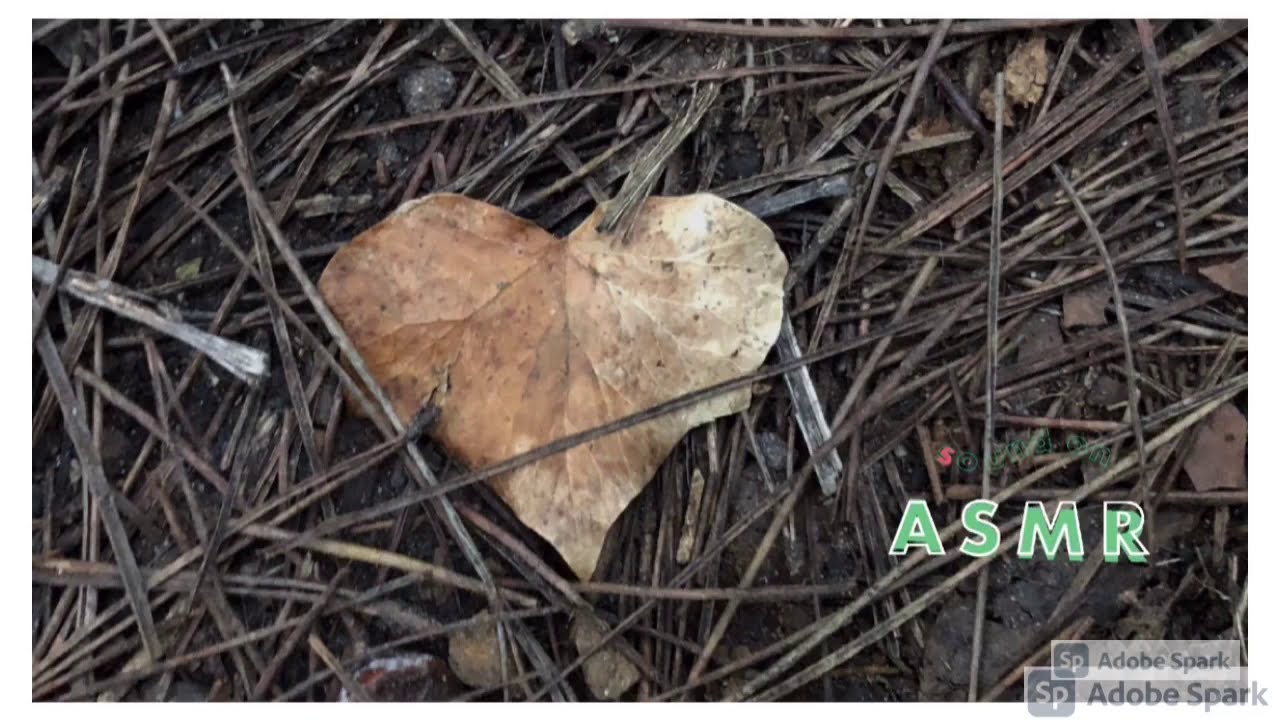 #ASMR Val di Susa nel bosco.. Ricordi d'autunno in relax tra pioggia, nebbia e sole.. Good day
