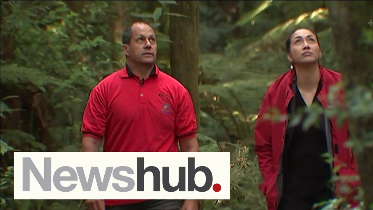 Māori face dilemma as 80% of owned land only suitable for forestry | Newshub