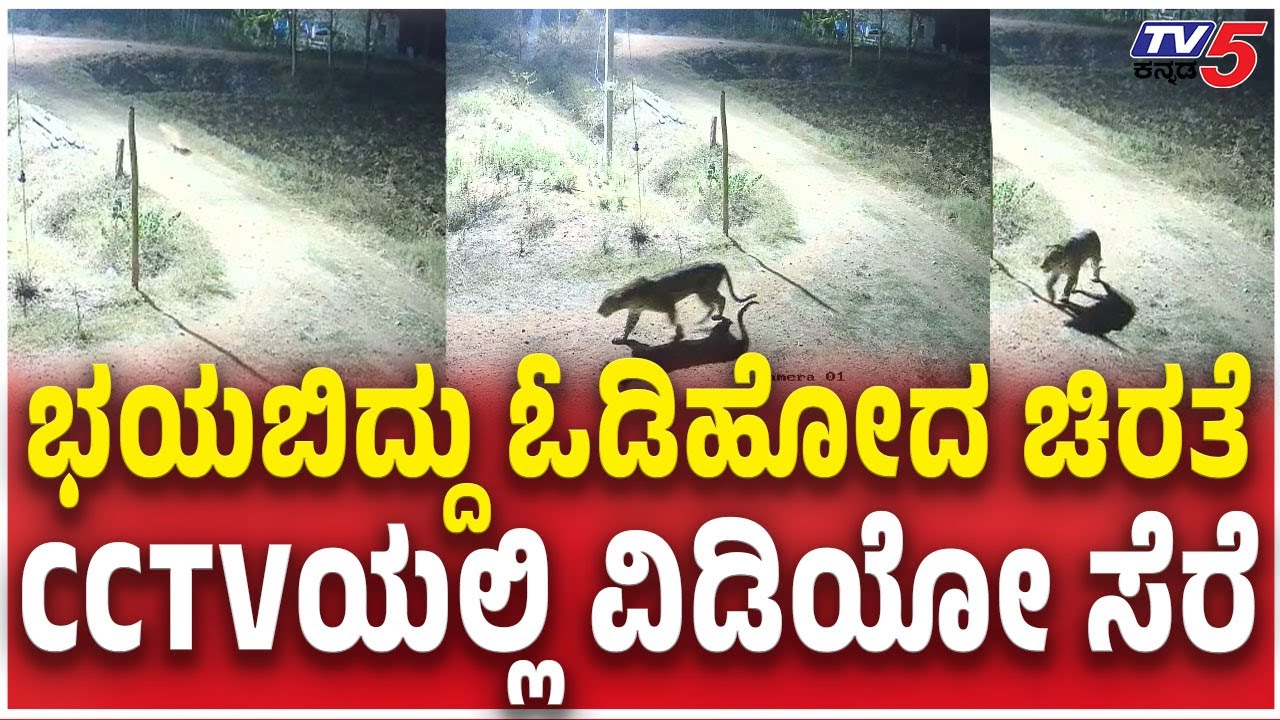 ಭಯಬಿದ್ದು ಓಡಿಹೋದ ಚಿರತೆ  Leopard Ran Away | Video Viral  |Leopard Attacks Pet Dog In Mysuru