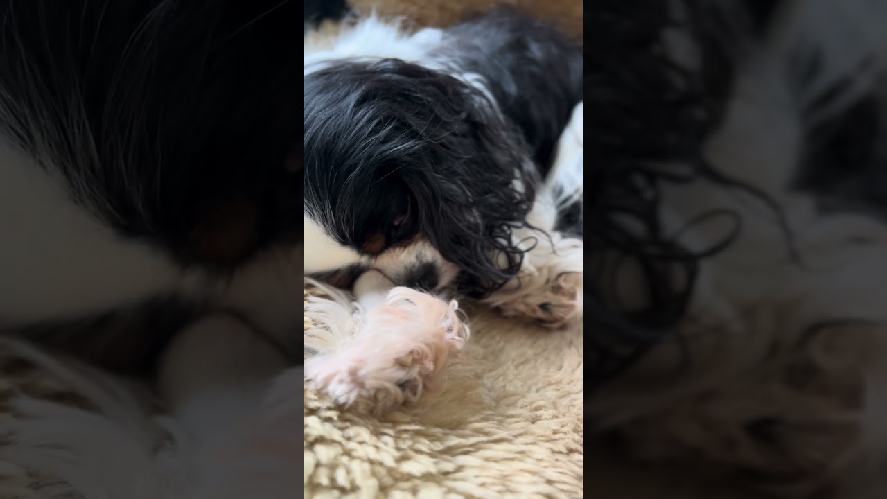 #shorts #love #dog #cavalierkingcharlesspaniel #домикмелкашей #собакаизприюта