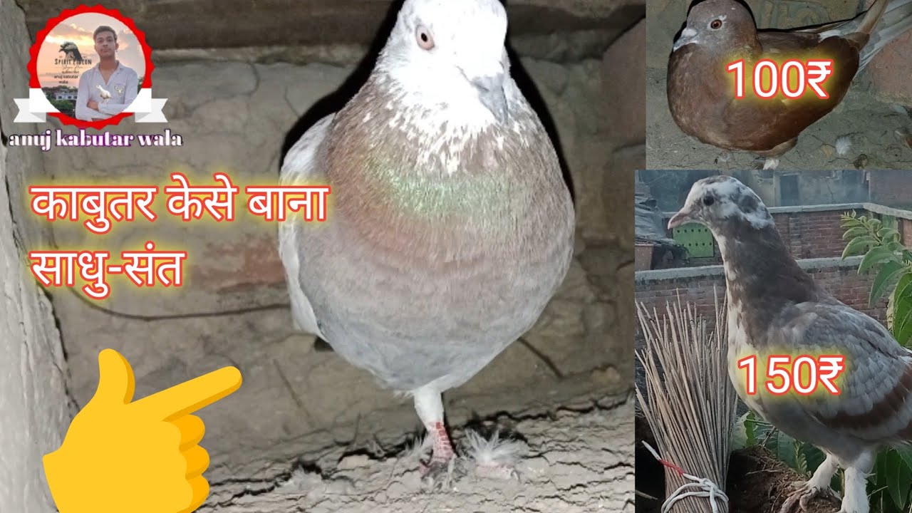 कबूतर कैसे बना साधु संत || कबूतर की रेट || कबूतर को उड़ते हुए कैसे सिखाएं || 