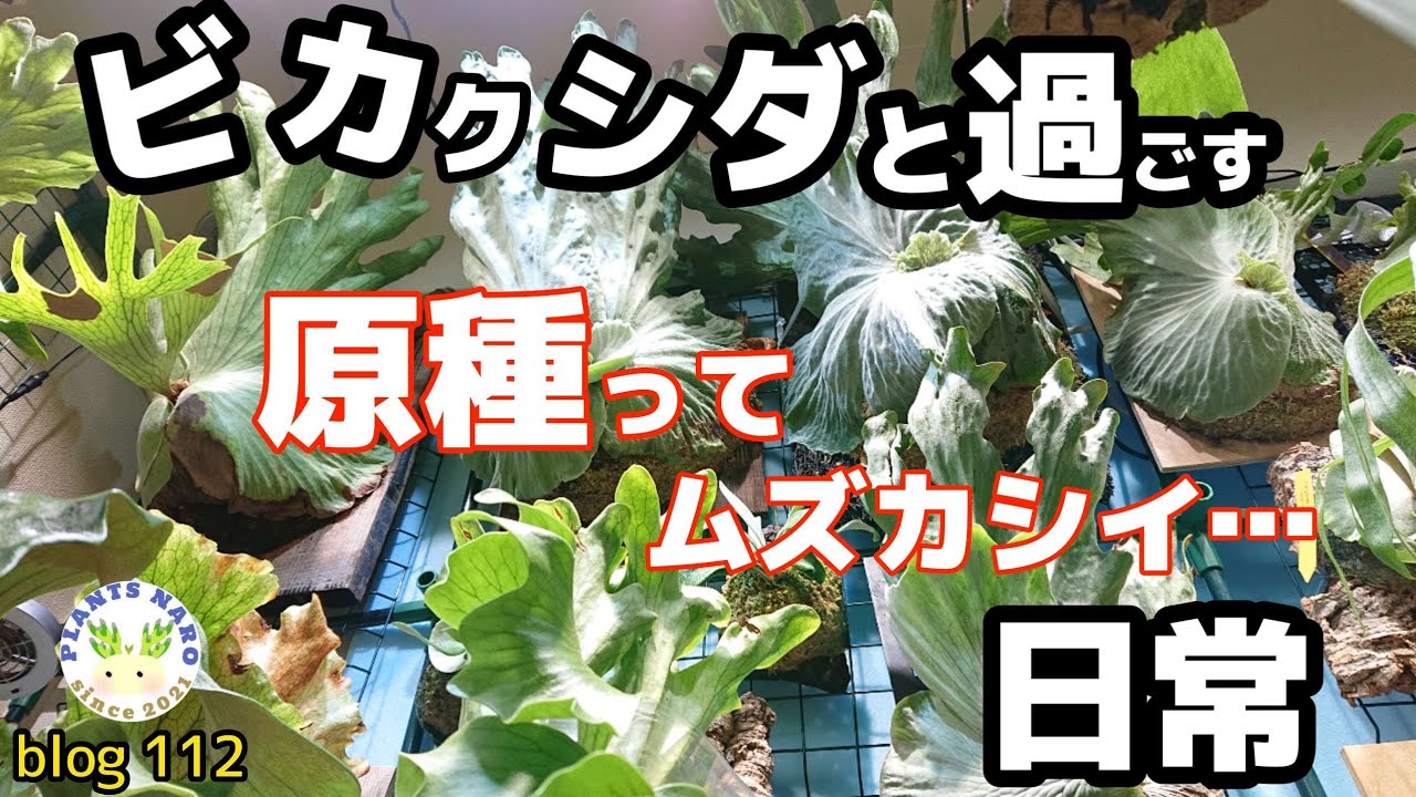 【クセ有り】やっぱり原種ビカクシダが面白い🌱