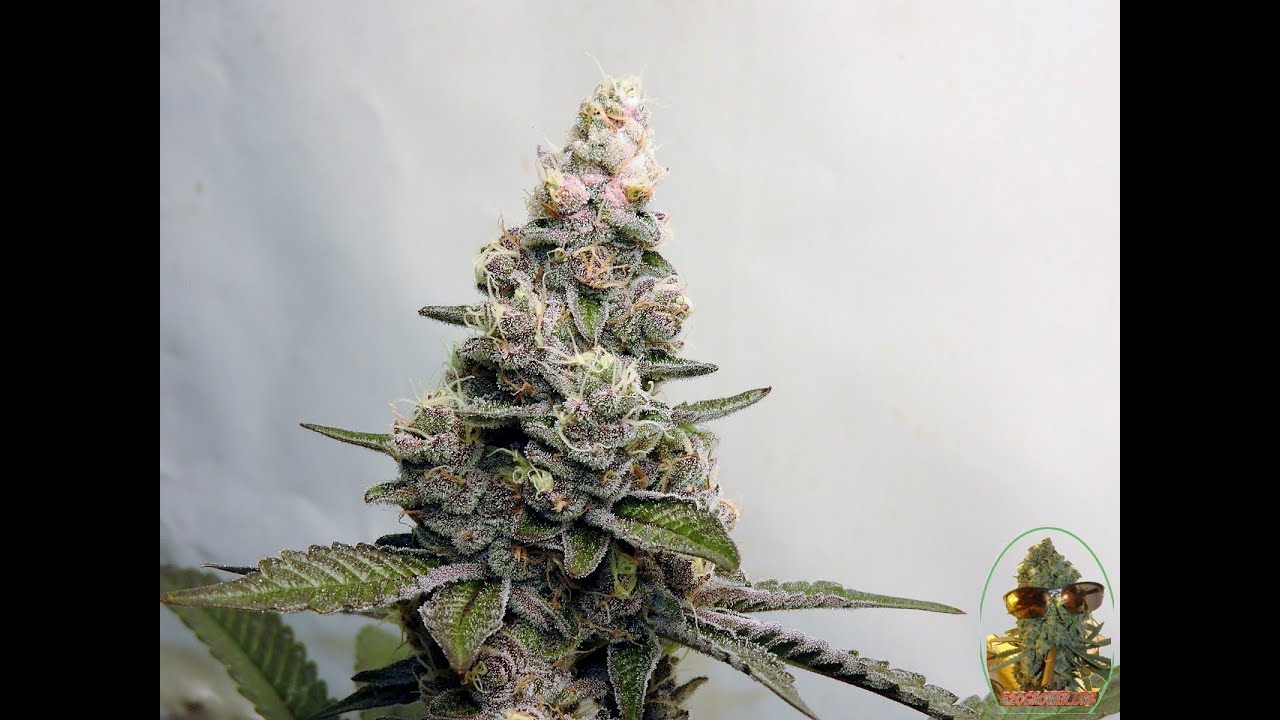 BLACK BANANA COOKIES SOG DAY 42