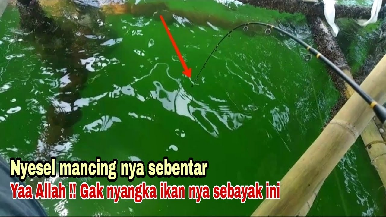 MANCING BAGAN TERBARU || MANCING DI KOLONG  BAGAN  STRIKE NYA SERU || BAGAN PERTAMINA