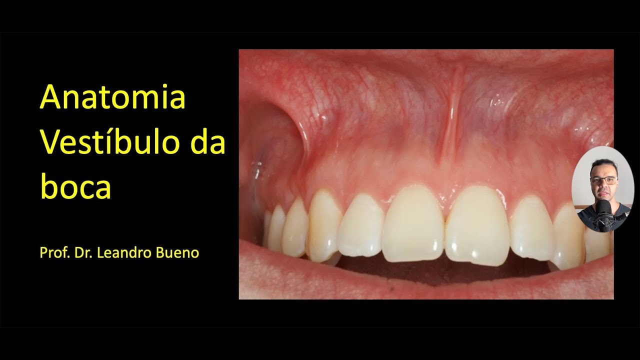 Vestíbulo da Boca - Anatomia Humana