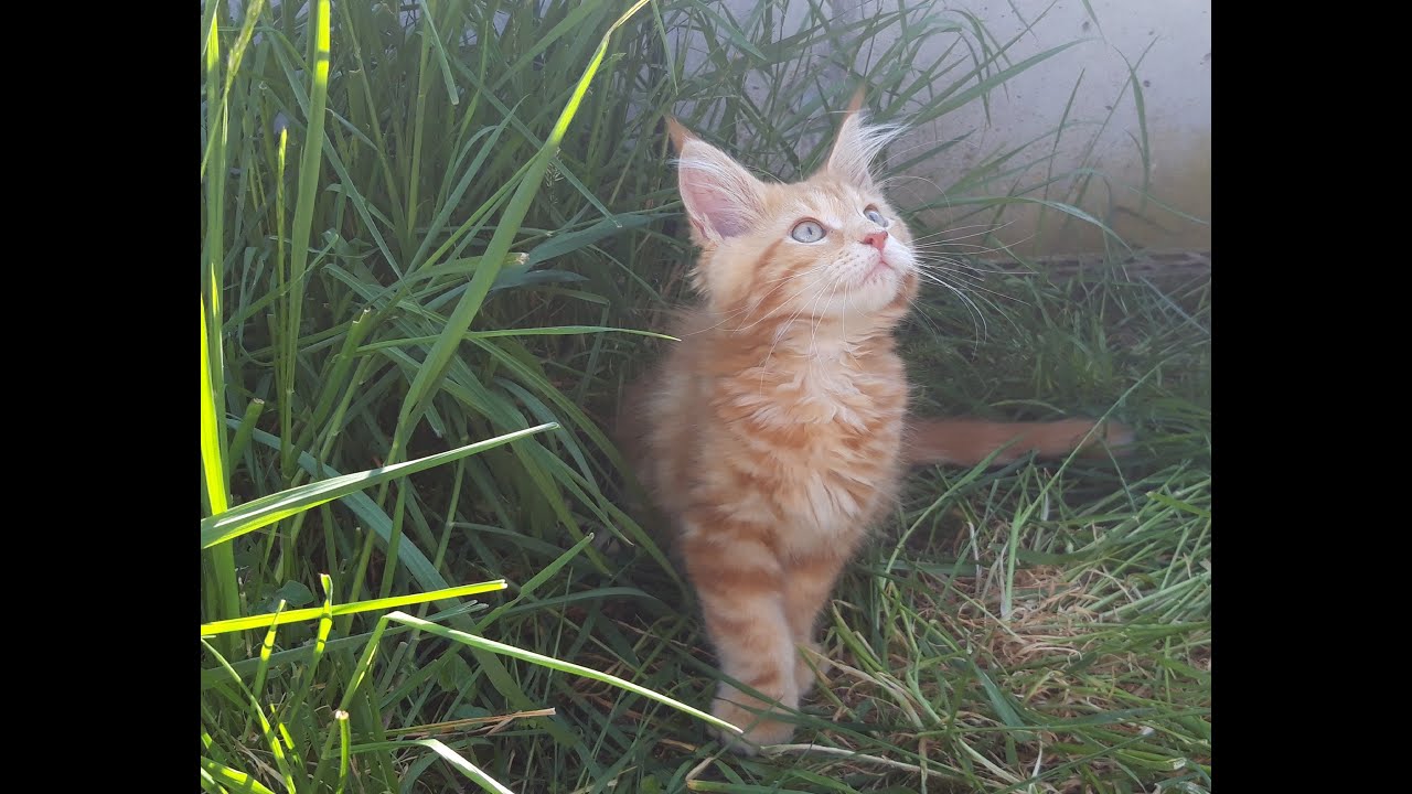 Maine Coon  King Dobby, unser neues Katerli