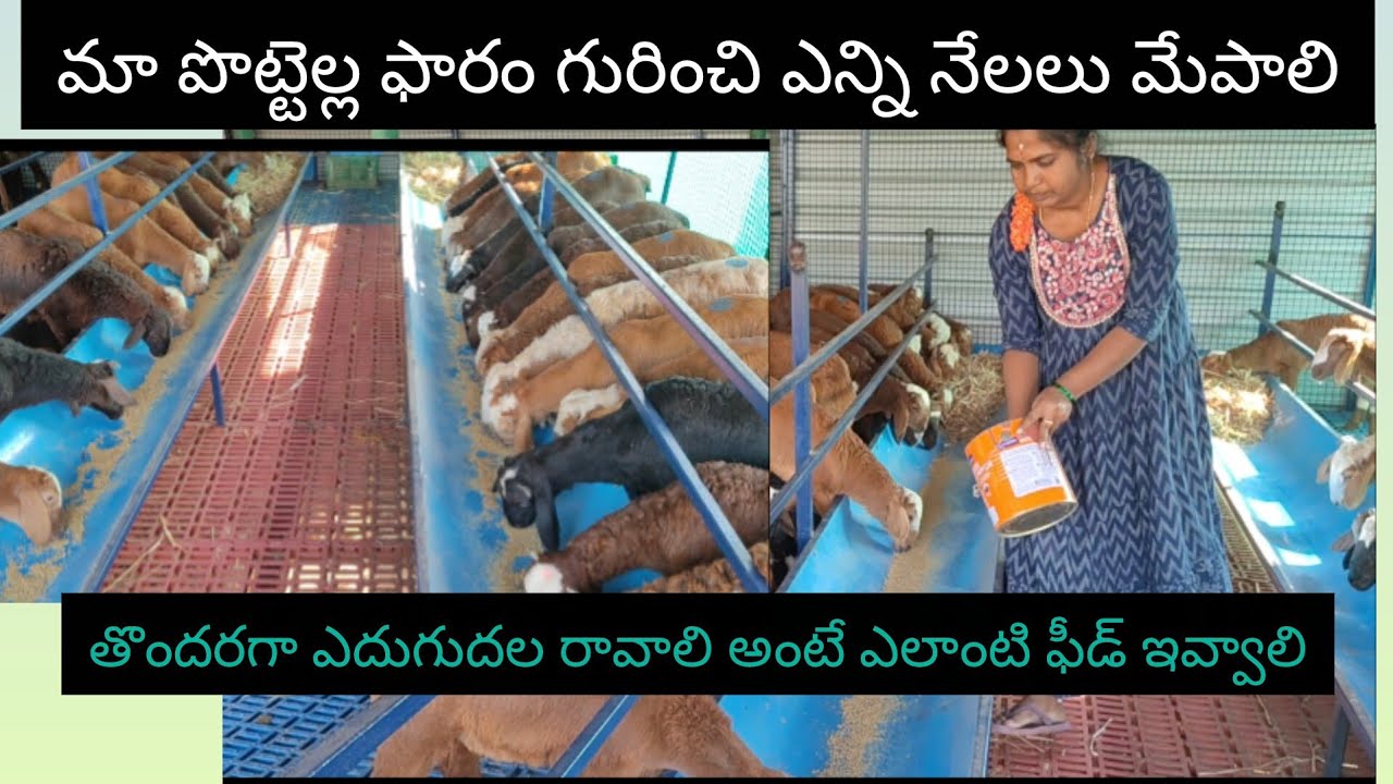 మా పొట్టెళ్ల షెడ్ గురించి అడుగుతున్నారు||మేము ఇస్తున్న దాన్ ఏంటి అని#sheepfarming 