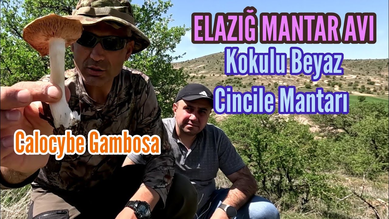 Kokulu Beyaz Cincile Mantarı, Calocybe Gambosa