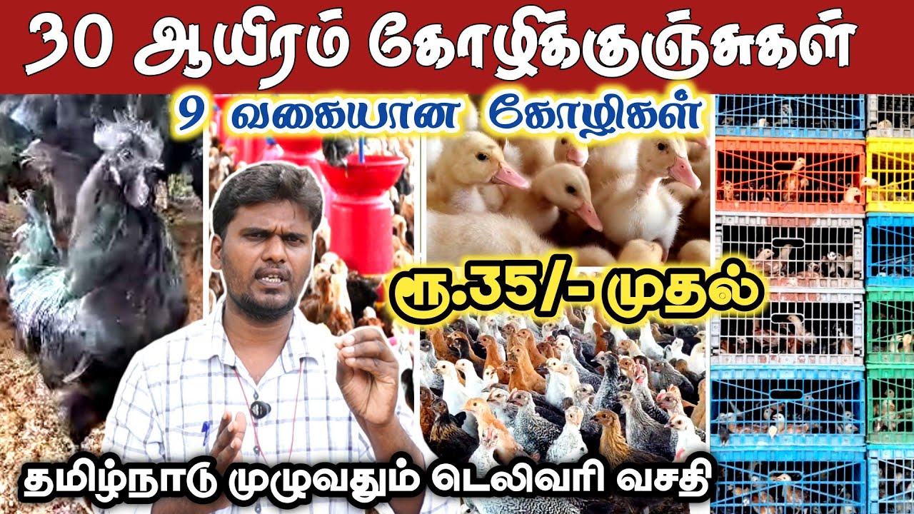 30 ஆயிரம் கோழிக்குஞ்சுகள் | 9 variety country chicken | All over Tamil Nadu delivery 
