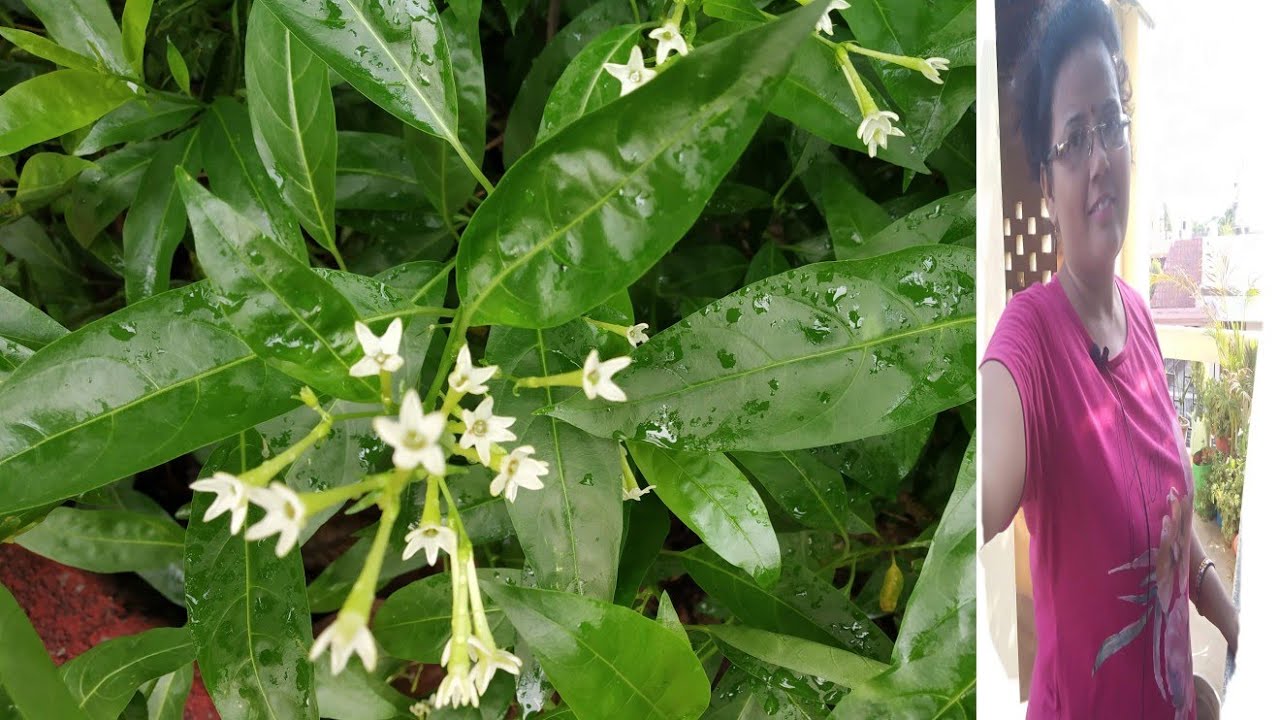 Raat ki rani very sweet smelling plant care tips/Night blooming jasmine information