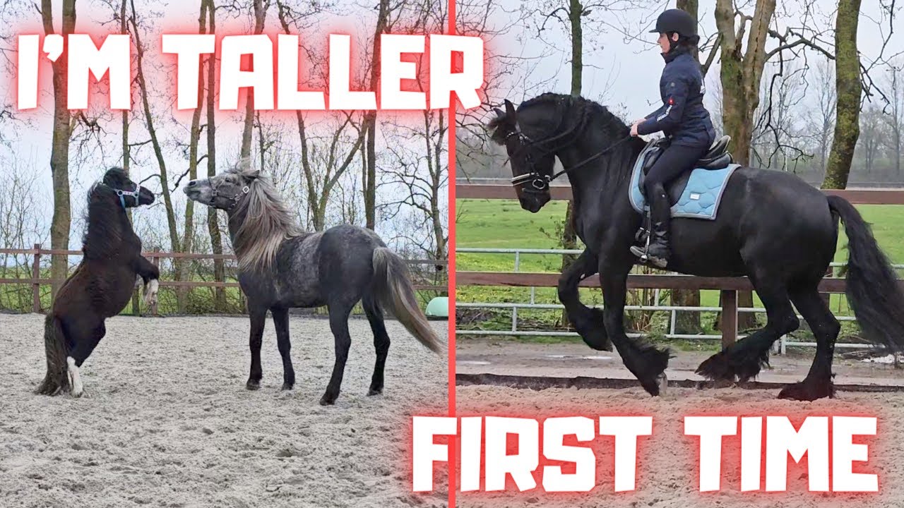 Riding for the first time. Are they friends already? | Friesian Horses
