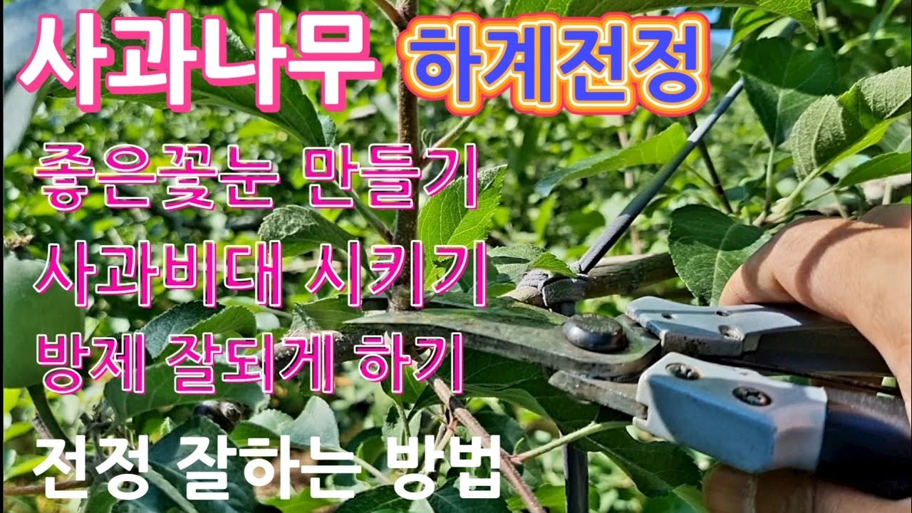 사과나무 하계전정 방법