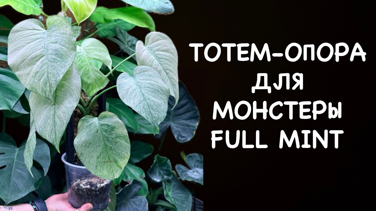 Опора для монстеры Фулл Минт