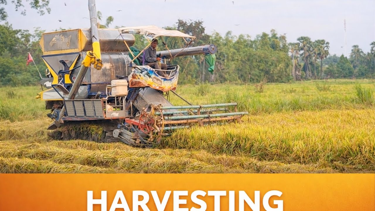 Amazing Rice Harvesting Machine in Action 🚜🌾 | Satisfying Farming Process