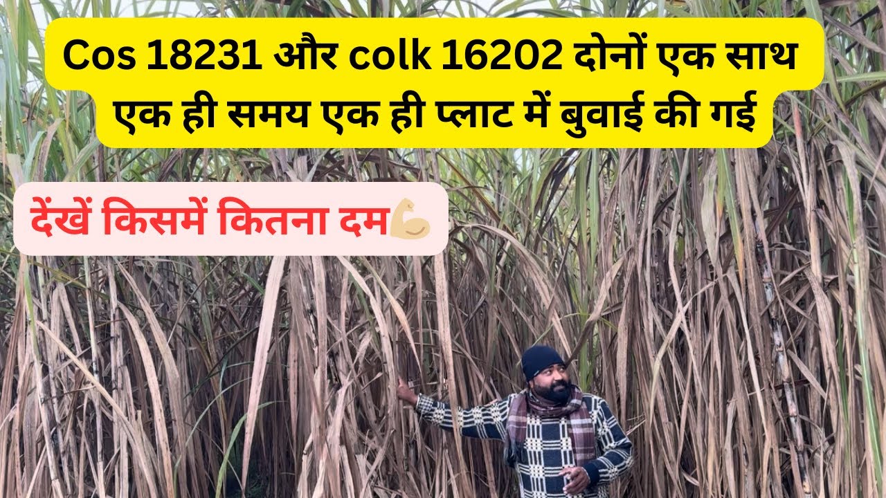 गन्ना किस्म Cos 18231 और Colk 16202 दोनों एक साथ । देखें किसमें कितना है दम 💪🏼🧑‍🌾