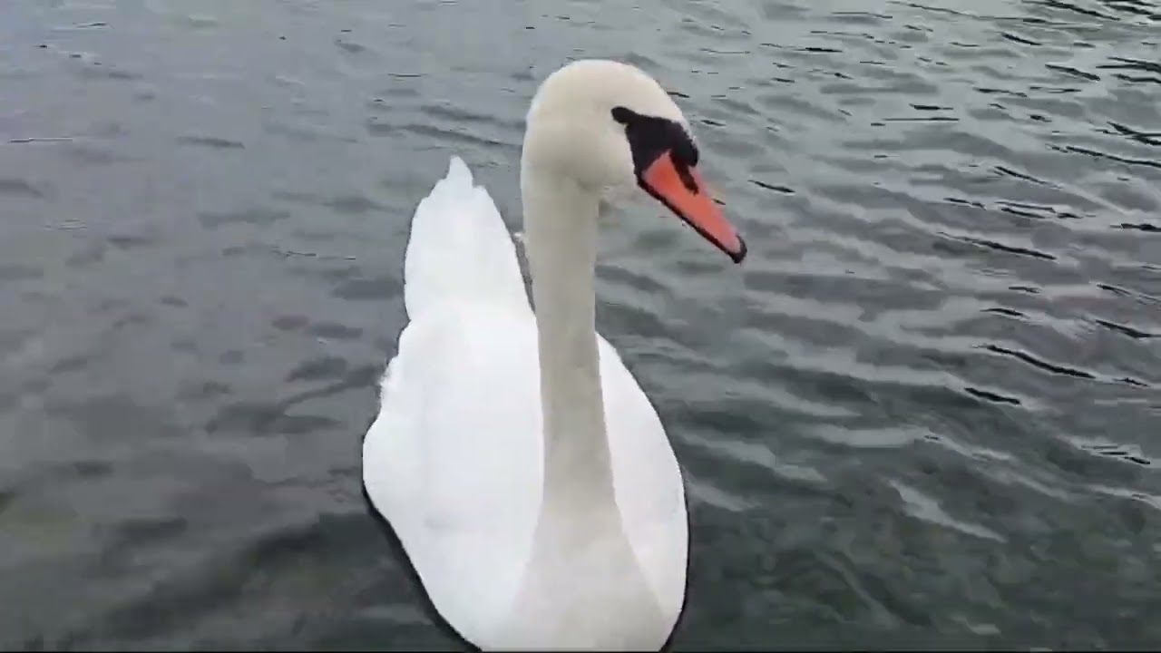 ALABANZA: HOY ME ACERQUE AL MAESTRO.