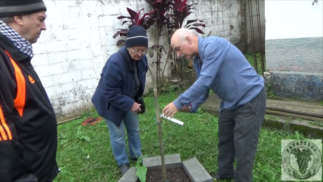 1399 ) –  PODA DE FRUTIFERAS E CITRUS EM GERAL  SUZANO SÃO PAULO – 11 ° PARTE