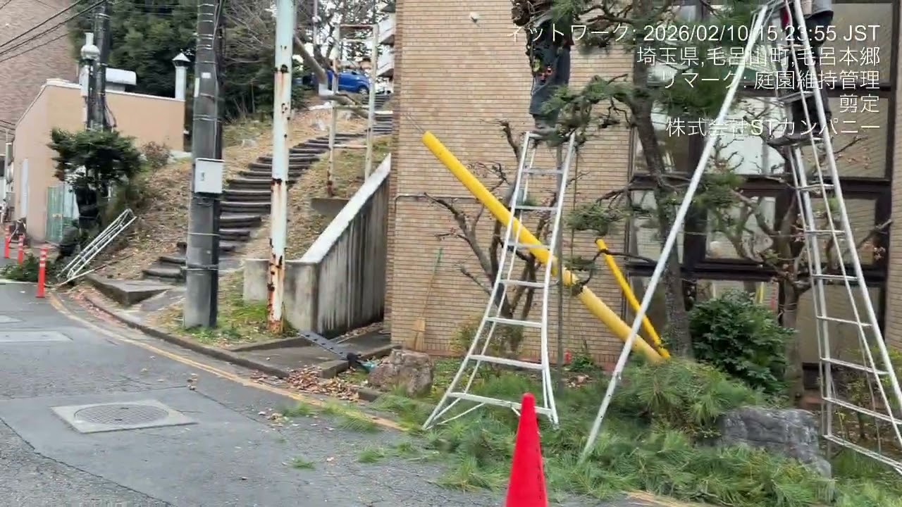 松の剪定