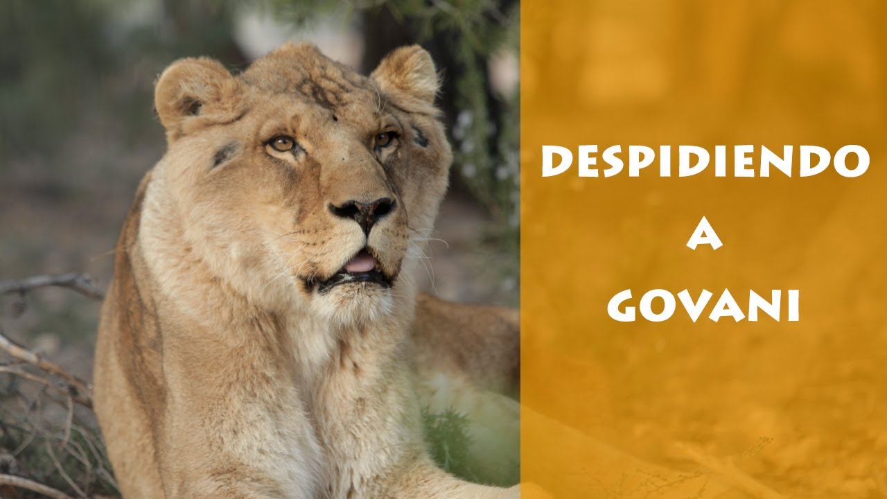 Tras 5 años de ser rescatado de un horrible carromato de circo, despedimos al león Govani- AAP