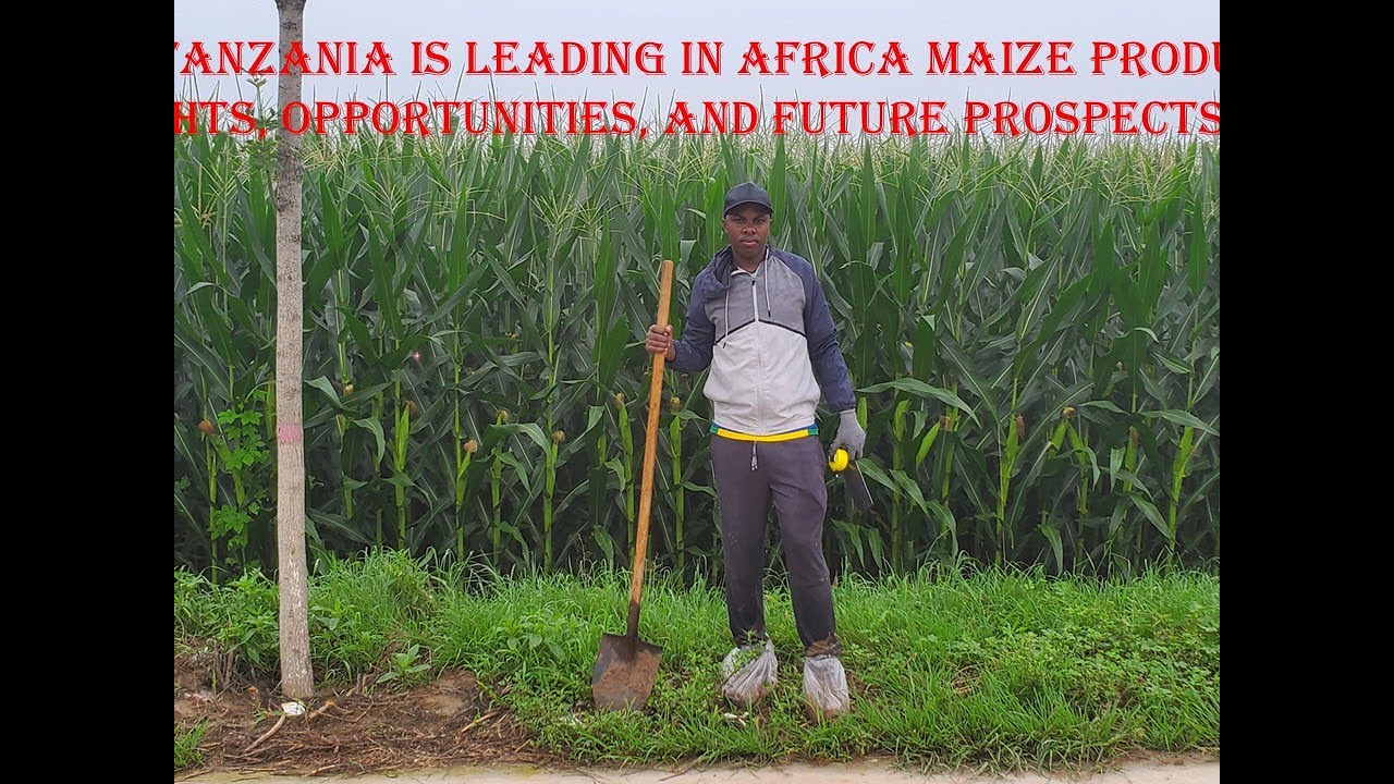 Why Tanzania is Leading in Africa Maize Production: Insights, Opportunities, and Future Prospects
