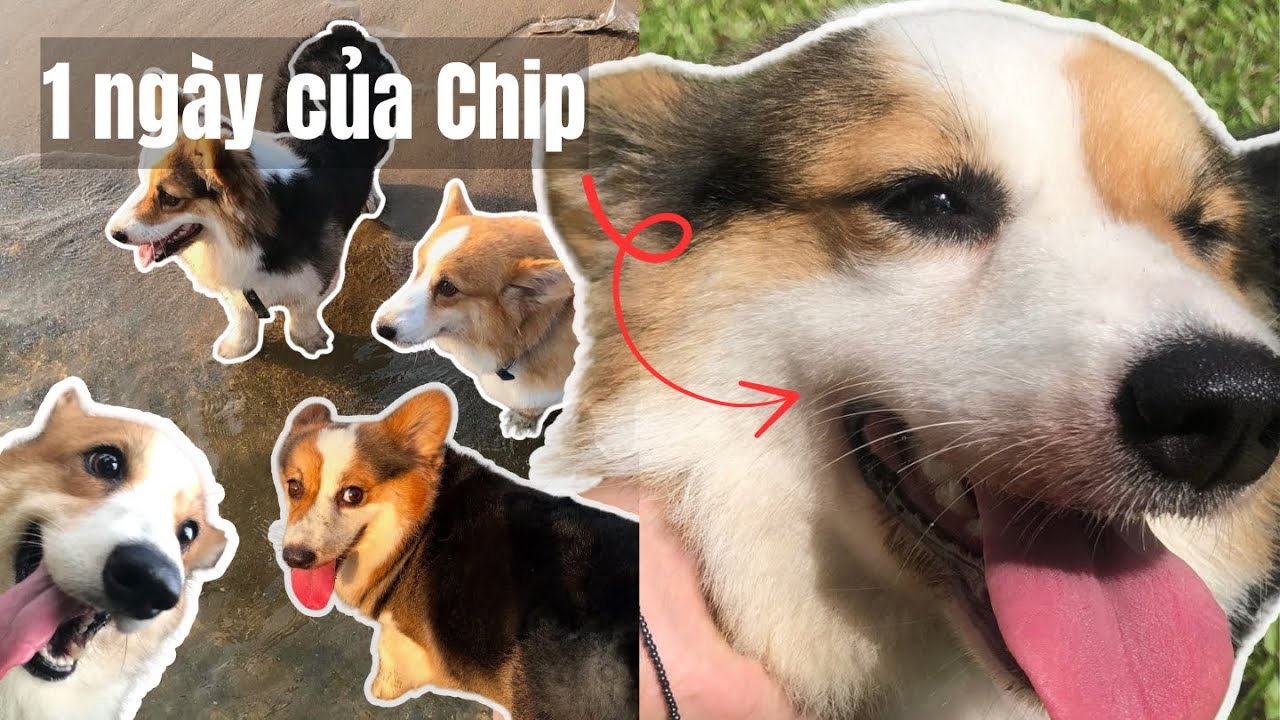 Một ngày của Chip