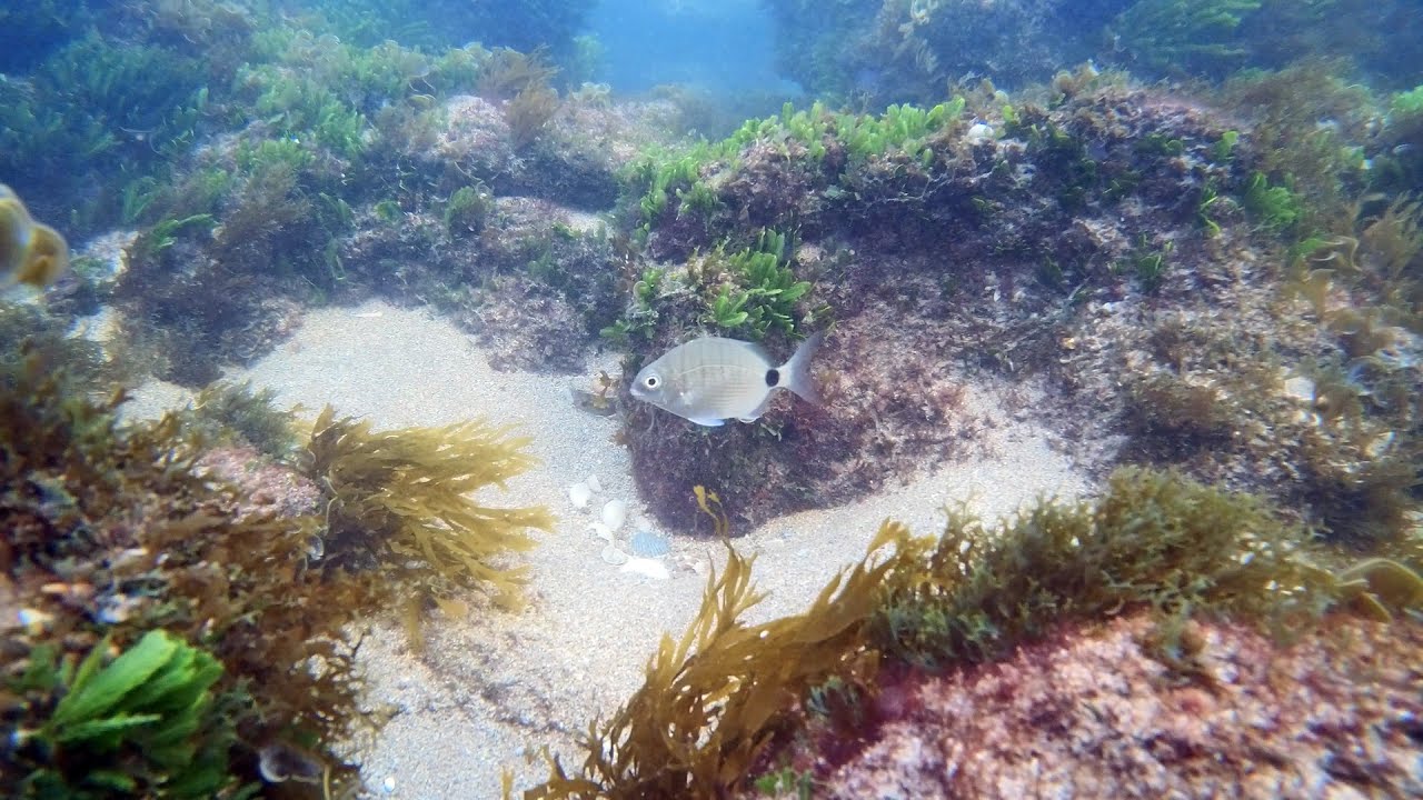 Stuart, Florida Bathtub Beach * Ocean Reef Snorkeling * Marine Life * [4K]