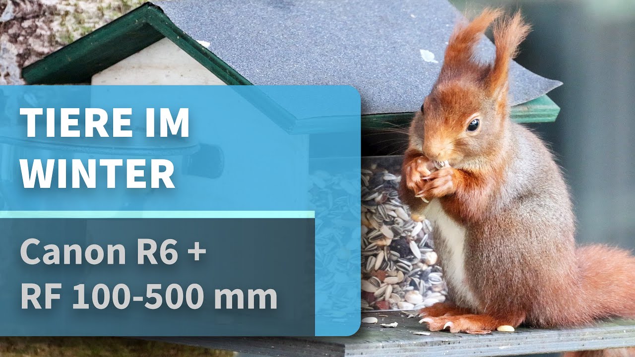 Tiere im Winter mit der Canon R6 und dem RF 100-500 mm - Wildlife Video [4K50p]