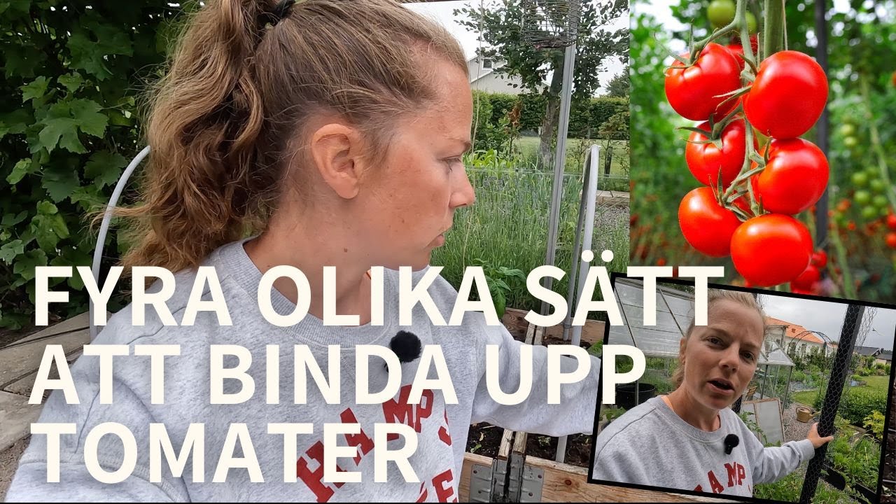 Olika sätt att binda upp tomater | Gödsla efter sommarblommor 🍅🌸