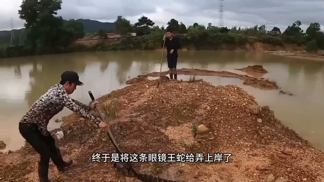 《捕蛇記～～亞洲農村山區，數目繁多的蛇類分布在各处，其中眼鏡蛇🐍蟒虫對人類具有威脅性，村民們膽大技高，抓捕到大量毒蛇》合集