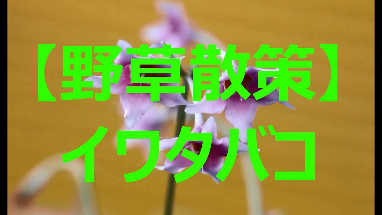 【富山散策】　夏の花　「イワタバコ」
