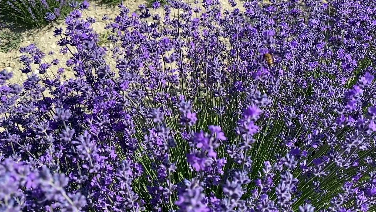 #Lavandula angustifolia #alidokur  Lavanta