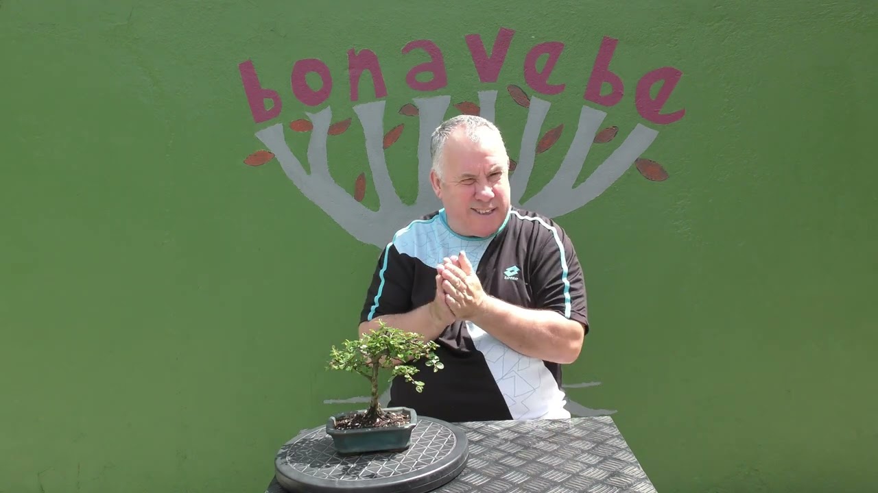 Cotoneaster primavera 2025.@BonavebedesdeVigoGalicia.
