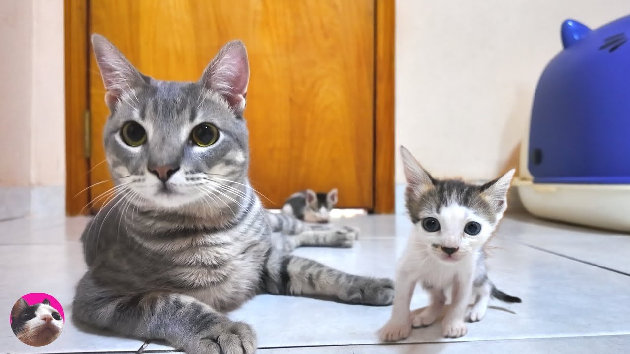Четыре диких котенка вторглись в дом к пяти кошкам - и получили теплый прием!