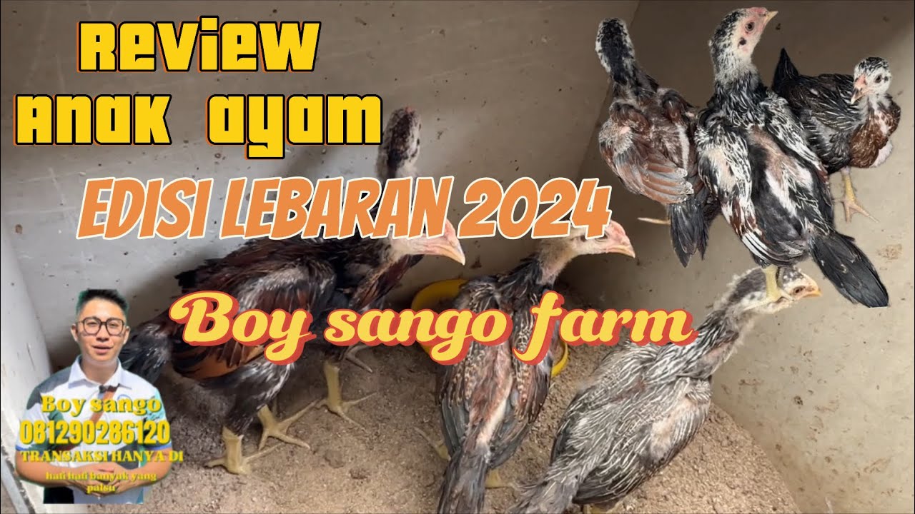 Review umur 1 bulanan sango farm serpong