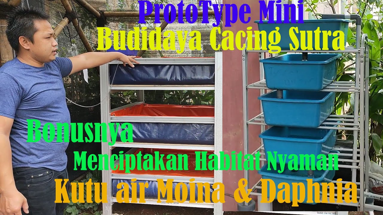 Prototype Budidaya Cacing Sutra , Untuk Habitat Kutu Air Moina