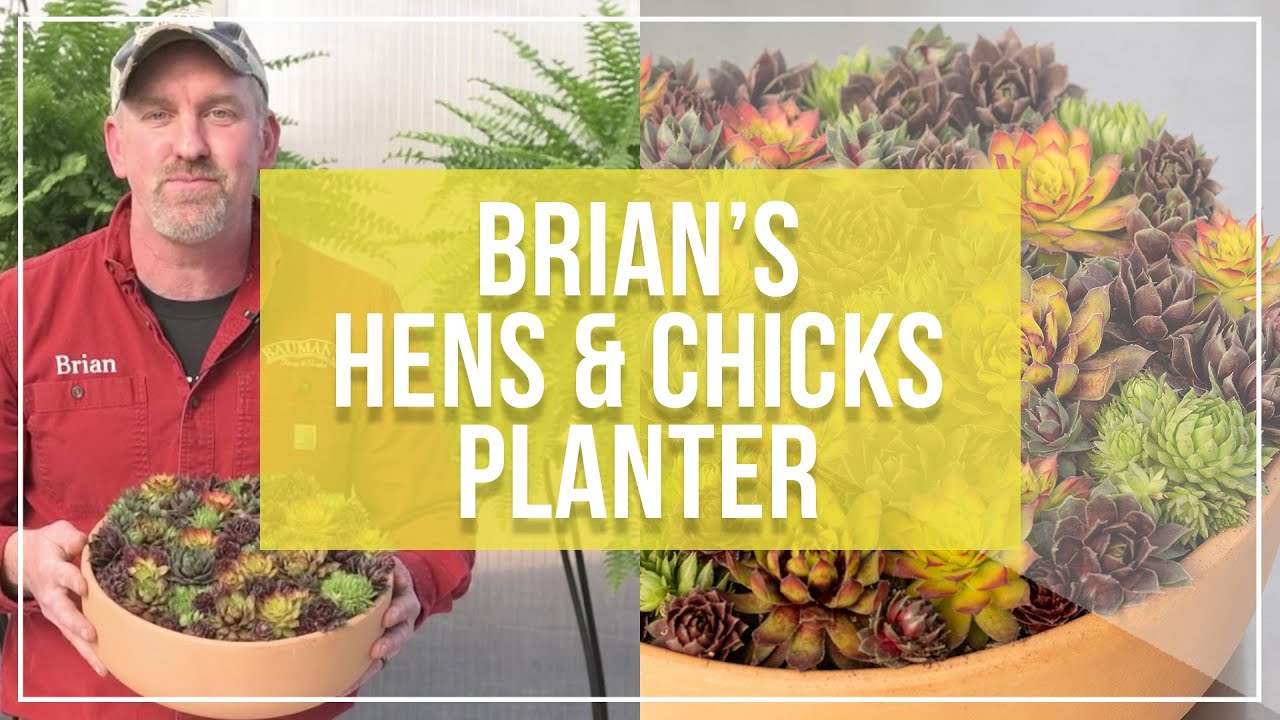 Brian's Hens & Chicks Planter | Plant Sempervivums