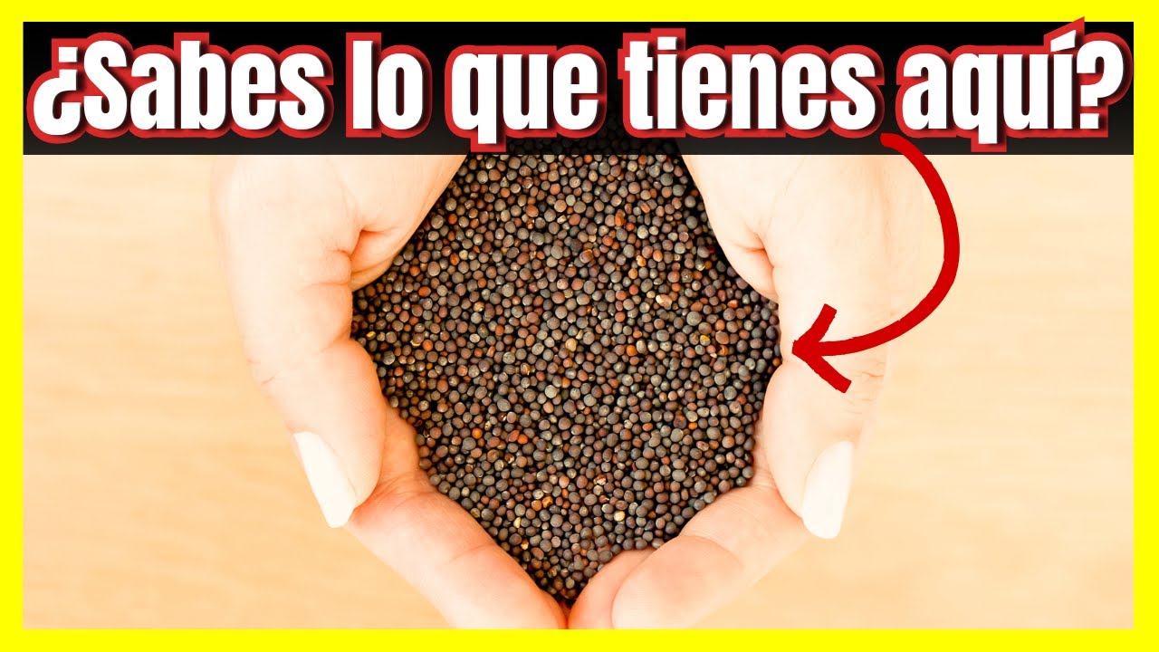 ❤️Semilla de mostaza: propiedades, usos y advertencias que debes conocer