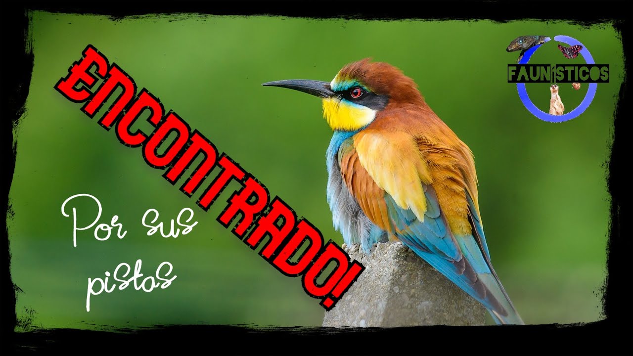 Usamos la ETOLOGÍA para encontrar ABEJARUCOS (Merops apiaster) por las pistas que dejan