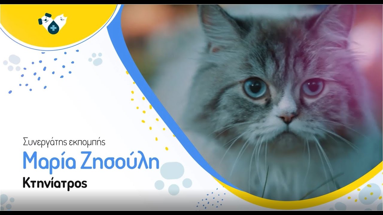 Η σωστή διατροφή στα κατοικίδια ζώα