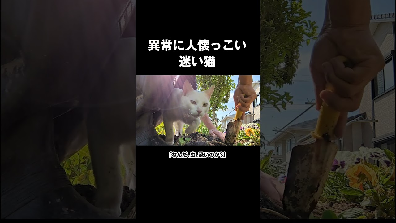迷い猫と花壇で大騒ぎ。