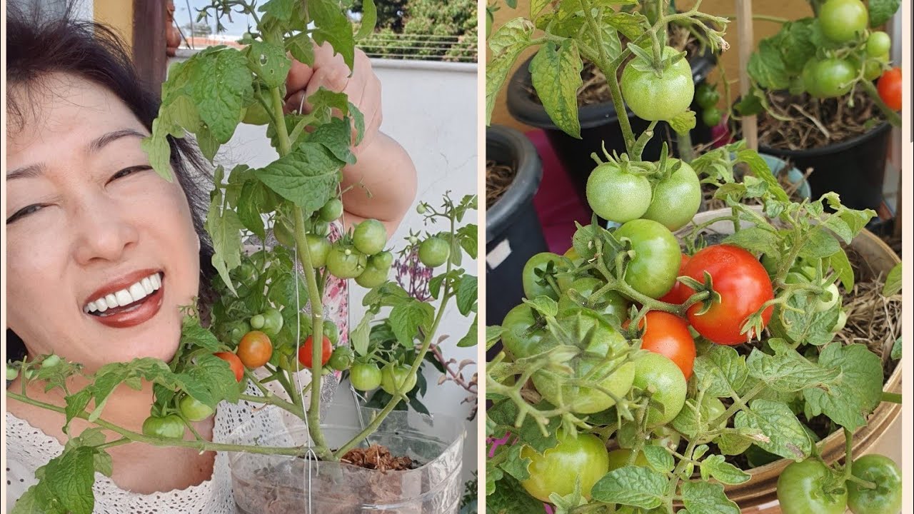 UAU!!! Plantei Tomates em vasos minúsculos e produziu muuuito! Veja como eu consegui (pet 5L e 2L)