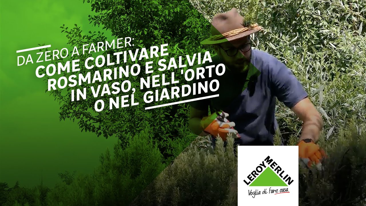 Da Zero a Farmer: coltivare salvia e rosmarino in vaso  | Leroy Merlin