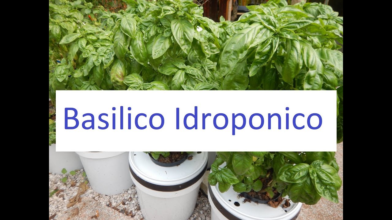 Video 03 ITALIANO - Basilico idroponico