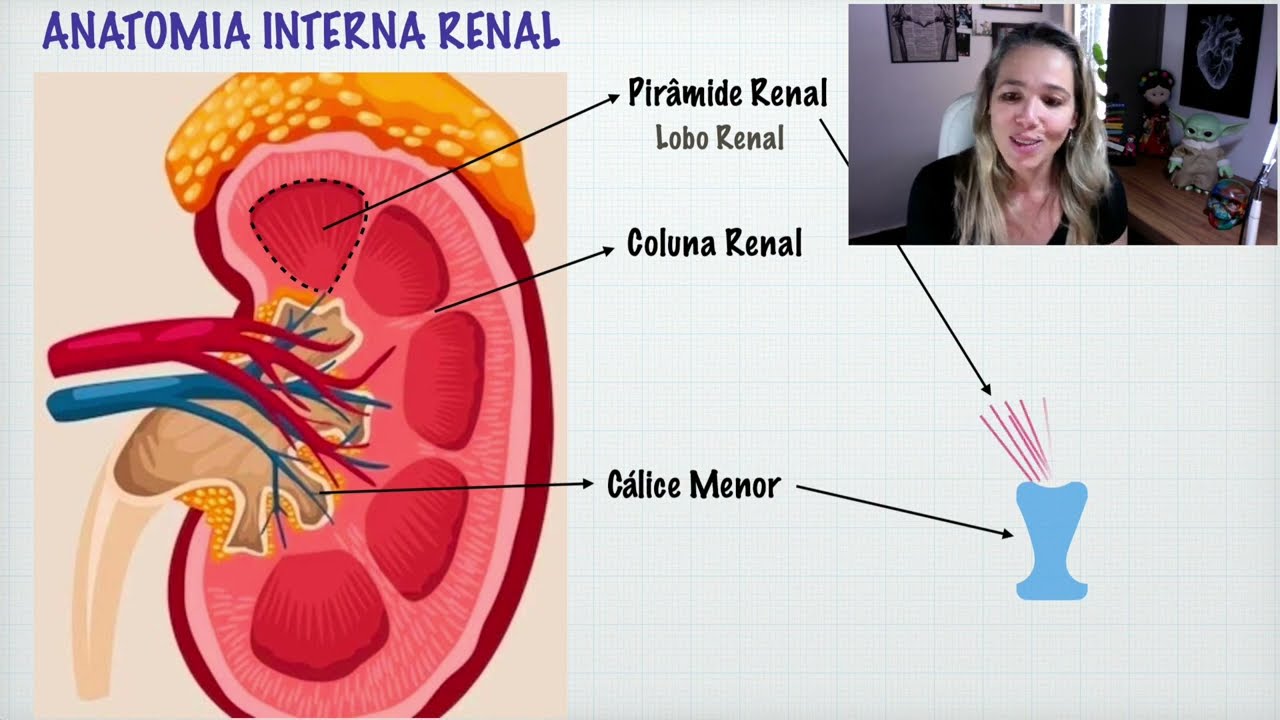Anatomia Interna do Rim: Vias Urinárias