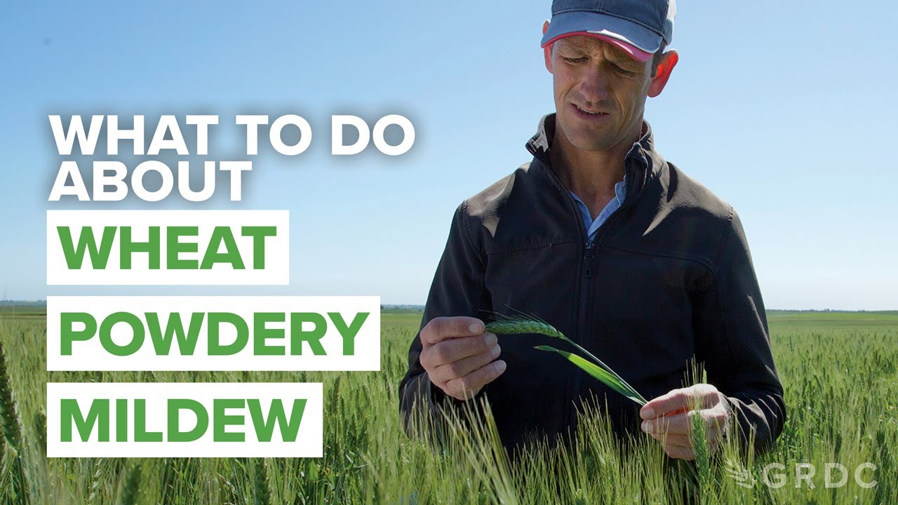 What to do about wheat powdery mildew: Strategies for managing fungicide resistance